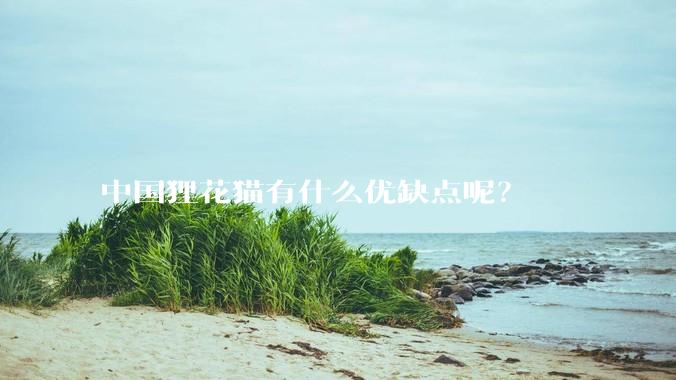 中国狸花猫有什么优缺点呢？
